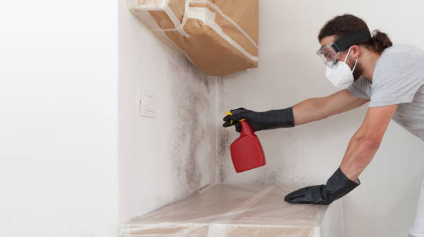 Professional Basement Mold Remediation technician working in Freeland, PA