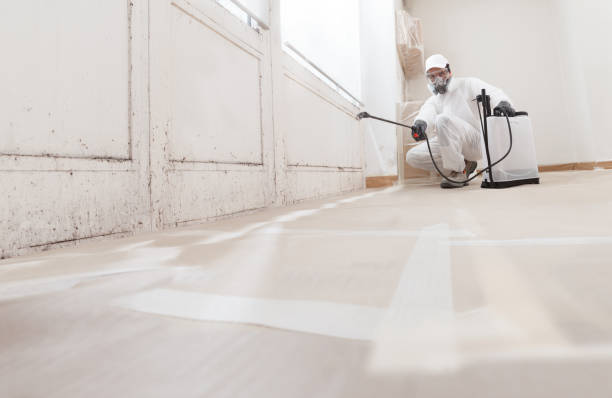24/7 Emergency Basement Mold Remediation experts in Freeland, PA