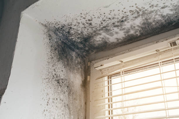 Affordable Basement Mold Remediation solutions in Freeland, PA