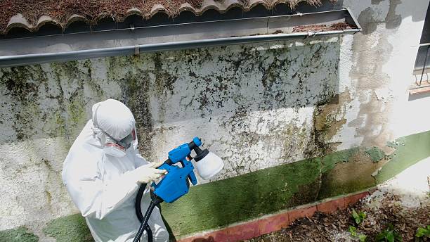 Top rated local Basement Mold Remediation specialists in Freeland, PA